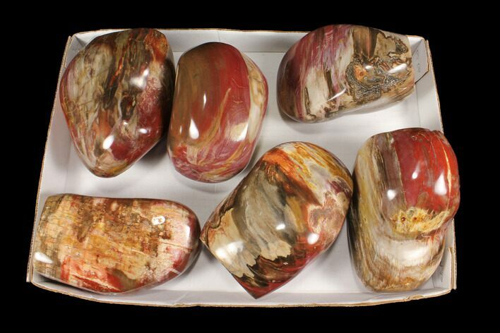 Lot: Lbs Polished Petrified Wood Sculptures - Pieces #92418